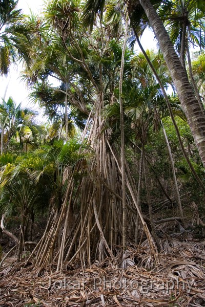 Lord Howe Island_20061209_002.jpg